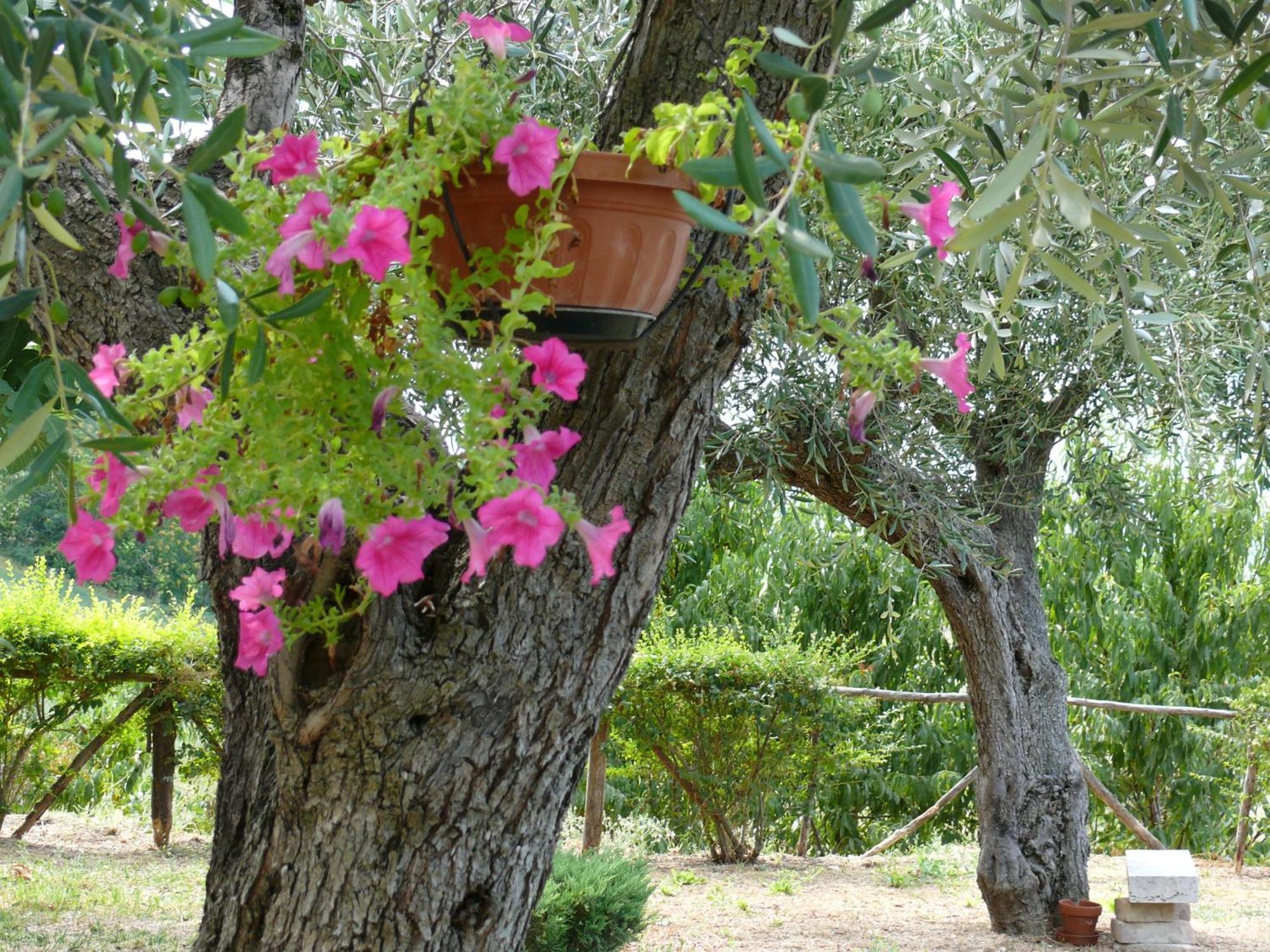 Bed&Breakfast Giardino Agritourist Controguerra Bagian luar foto